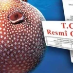 Balon Balığı avcılığı desteği artırıldı