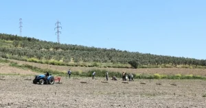 bursa-niluferden-konakliya-800-zeytin-fidani-GkXKGTTz.webp