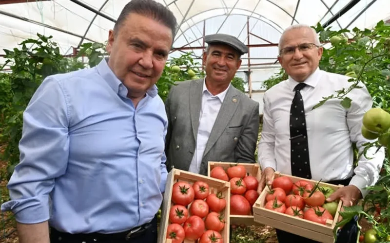IV. Uluslararası FoodFest Gastronomi Festivali domates hasadı ile başladı