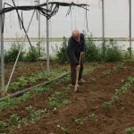 Kocaeli’nde üreticilere yüzde 50 hibeli modern sera desteği