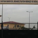 Siirt’te sokak hayvanları için dev proje