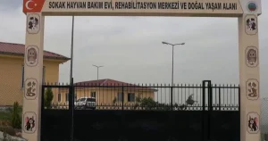 siirtte-sokak-hayvanlari-icin-dev-proje-kGIVEa88.webp