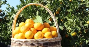 tarim-ufede-turuncgiller-zirvede-cPjOYWGK.webp