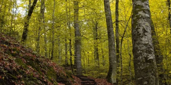 Bolu ormanlarına girişler 30 Eylül’e kadar yasaklandı!