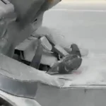 Düzce'de forkliftte seyahat eden kuş gülümsetti