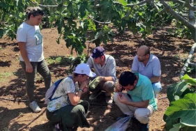 Bursa Mudanya'da incir üreticilerine kırmızı örümcek uyarısı