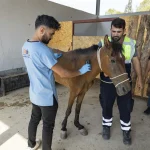 İzmir Buca’da terk edilen atlar Pako’da güvenli yaşama kavuştu